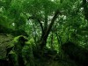Khu rừng bí hiểm ở Anh quốc