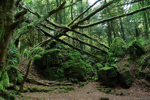Khu rừng bí hiểm ở Anh quốc