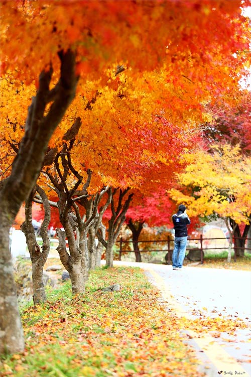 Đẹp ngây ngất mùa thu ở xứ Hàn