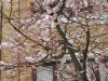 Vẻ đẹp London ngày tuyết rơi