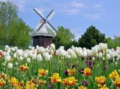 Hà Lan không chỉ có hoa tuylip và cối xay gió