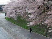 Hoa anh đào – Hiện thân của văn hóa Nhật